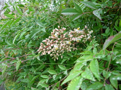 Mt Baker  Seattle  14