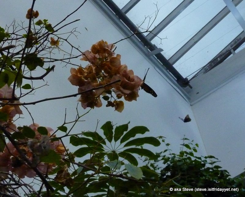 Butterfly House 08