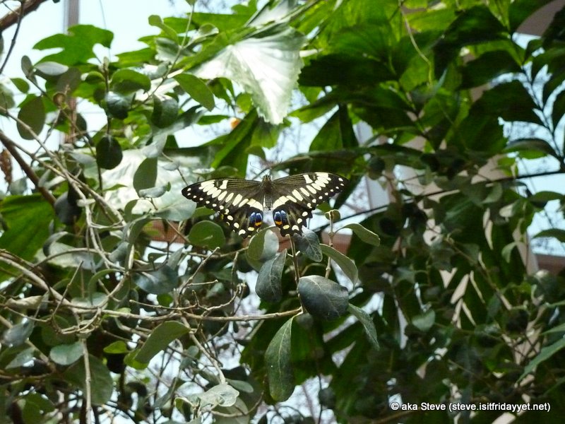 Butterfly House 26