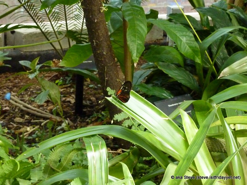 Butterfly House 41