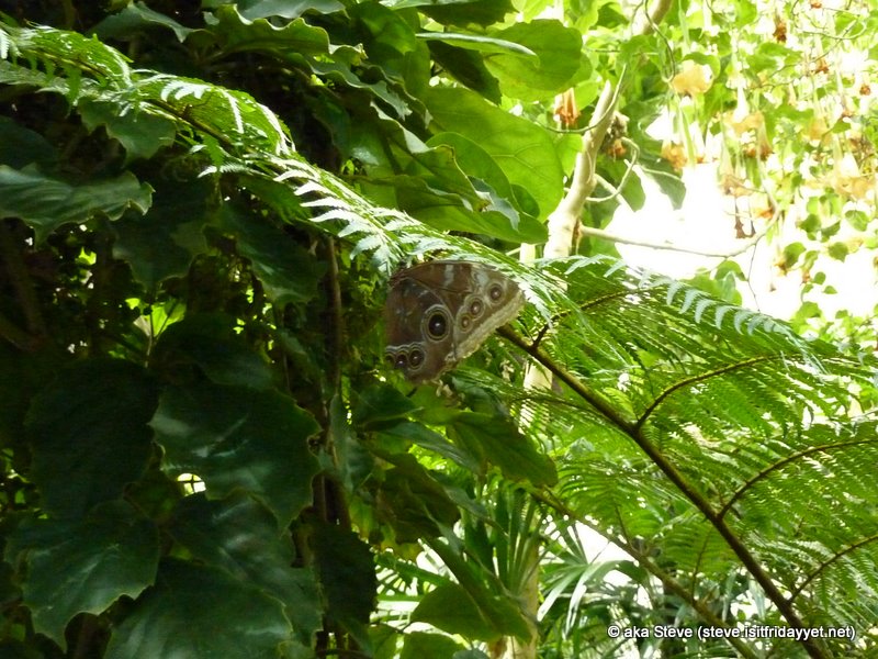Butterfly House 44